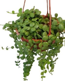 String of Nickels (on HUSK!!!!!!!)