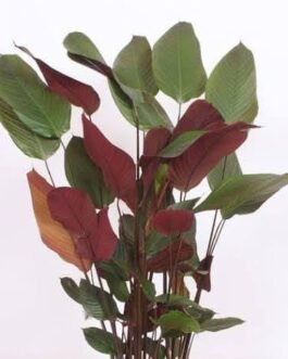 5 plants of Red Calathea Lutea