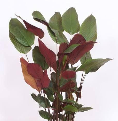 5 plants of Red Calathea Lutea - Image 2