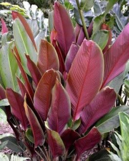5 plants of Red Calathea Lutea