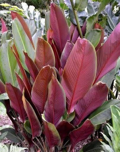 5 plants of Red Calathea Lutea