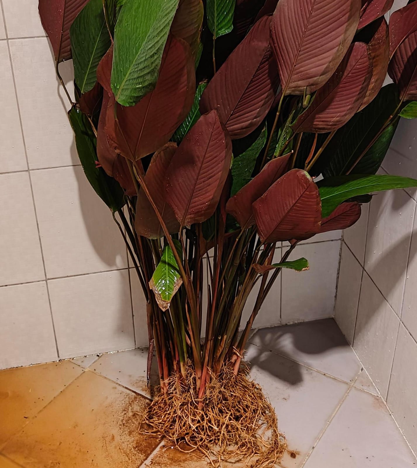 5 plants of Red Calathea Lutea - Image 5