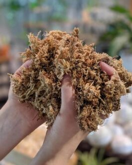 Dried Sphagnum Moss (100 grams)