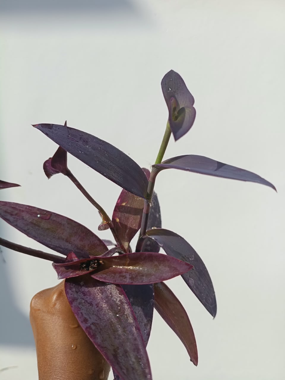 Purple heart plant (3 stem cuttings) - Image 3