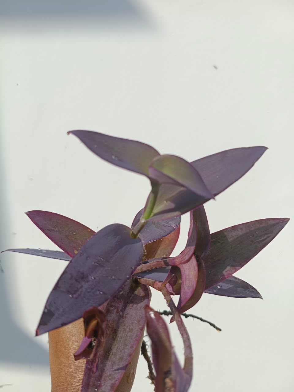 Purple heart plant (3 stem cuttings) - Image 4