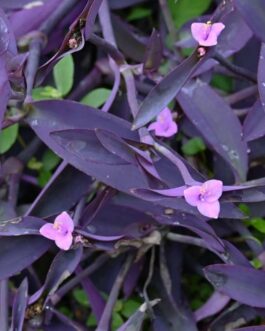 Purple heart plant (3 stem cuttings)