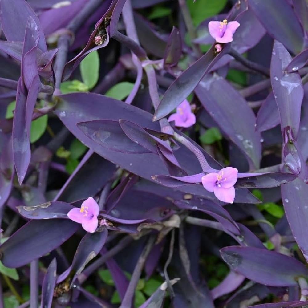 Purple heart plant (3 stem cuttings) - Image 2