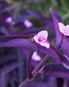 Purple heart plant (3 stem cuttings)