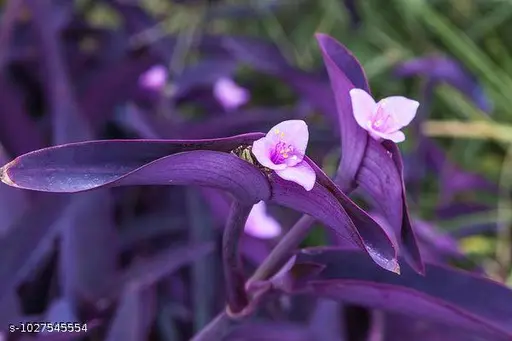 Purple heart plant (3 stem cuttings)