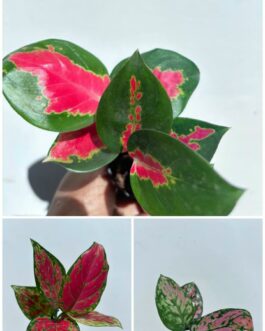 Aglonema Combo ( jaipong red, red Valentine, red marun)