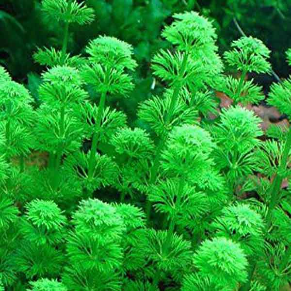 25 stems of Giant Ambulia (25 stems pack) - Image 3