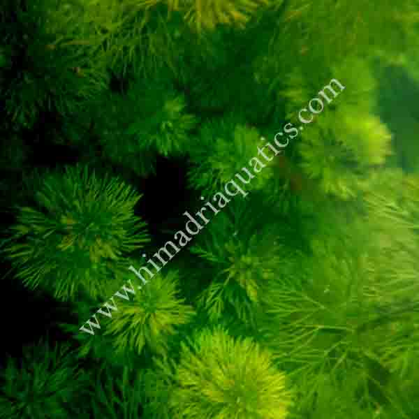25 stems of Giant Ambulia (25 stems pack) - Image 4