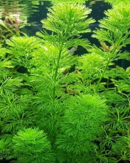 25 stems of Giant Ambulia (25 stems pack)