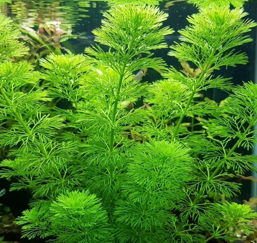 25 stems of Giant Ambulia (25 stems pack) - Image 2