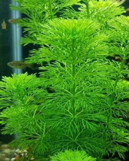 25 stems of Giant Ambulia (25 stems pack)