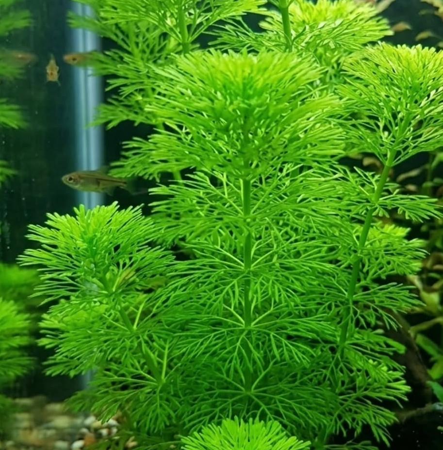 25 stems of Giant Ambulia (25 stems pack)