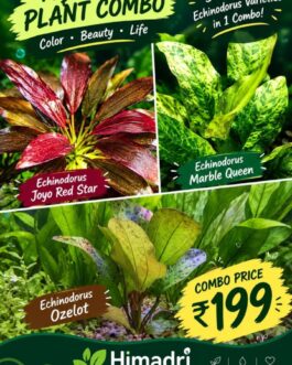Echinodorus combo( joyo red, marble queen, ozelot)