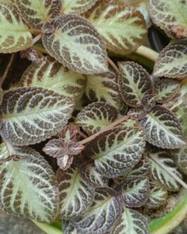 Episcia Silver Shield (Single plant)